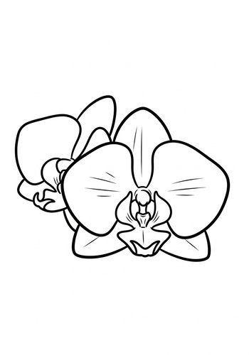 Exquisite Orchids: A Floral Coloring Adventure