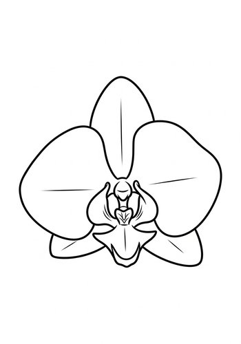Orchid Flower Coloring Page For Kids And Adults