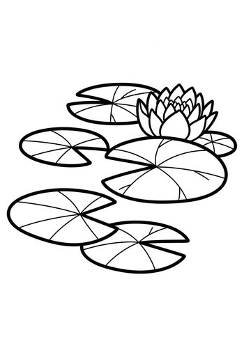 Water Lily Coloring Page: A Serene Pond Scene